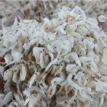 虾皮烘干咸虾皮码头直供二级欢迎采购可供电商