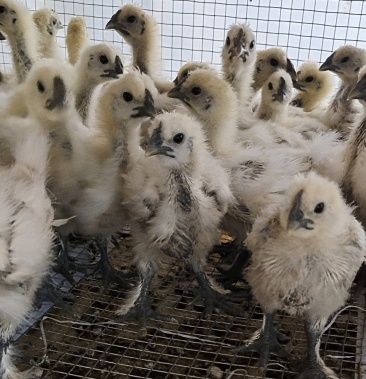 白羽乌鸡苗竹丝鸡半斤左右已做好疫苗包邮包运输存活