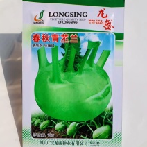 龙盛春秋青苤兰种子质嫩脆，味细甜苤蓝种子春秋两用球茎甘蓝