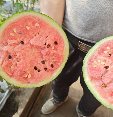 西瓜大漠吊瓜京欣吊瓜黄瓤瓜日光温室四季有货