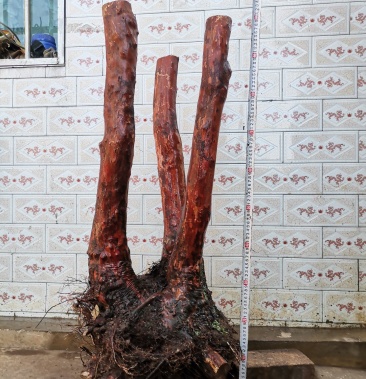 乌饭树老桩盆景地景