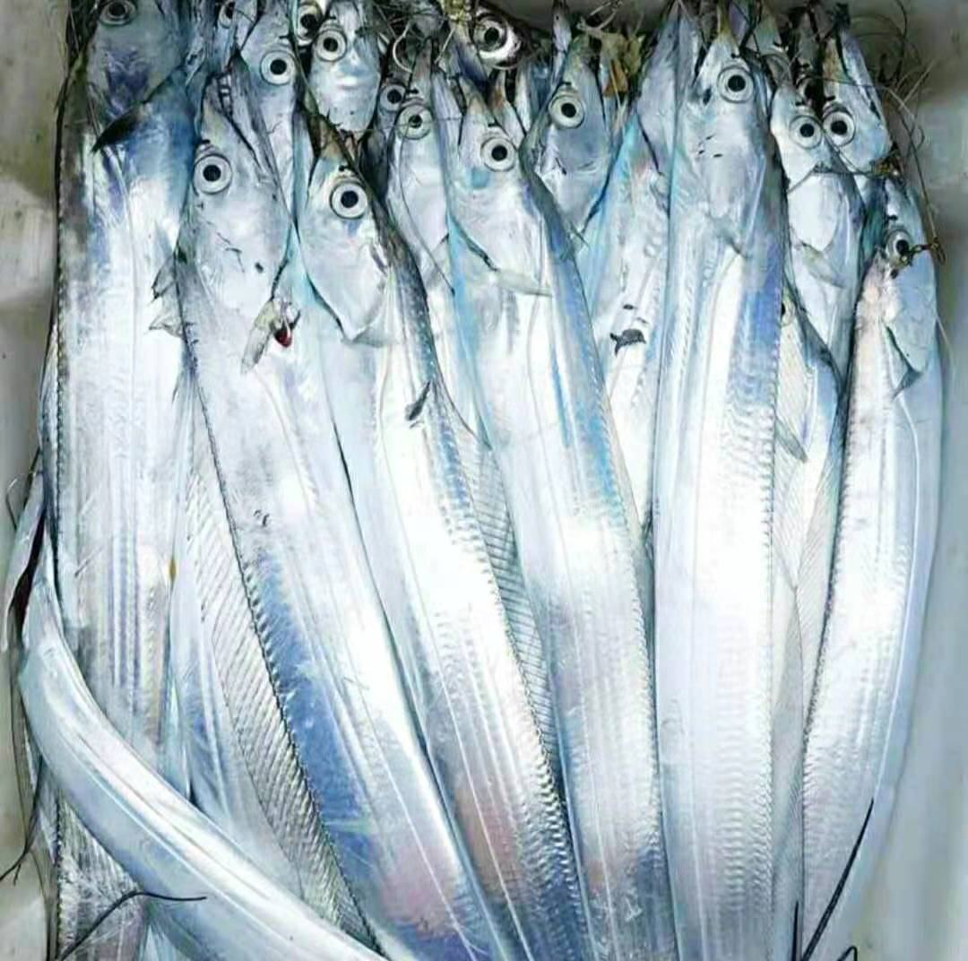 舟山渔港清晨带鱼卸货场景
