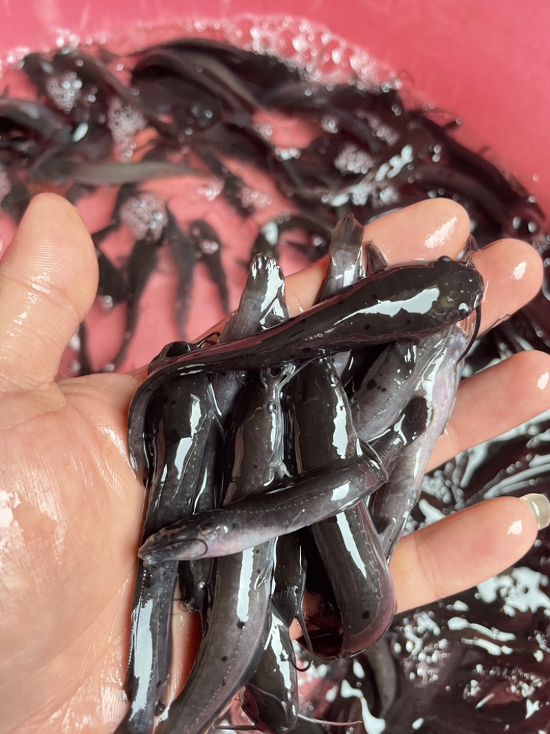 [鲶鱼苗批发]广西南宁西乡塘区鲶鱼苗 0.15元/个埃及鱼苗,八 _ 一亩田