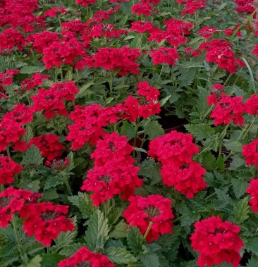 美女樱宿根美女樱常年开花花期超长