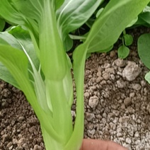 无添加菜苔长期供应全国供应