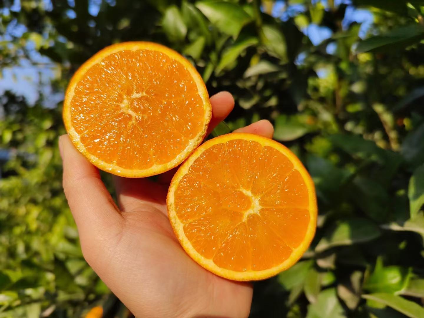 一个被横向切开的赣南脐橙,露出鲜艳橙黄色的果肉,汁水丰富,瓣膜清晰,背景虚化的桌面上有一杯橙汁和几片果皮 切开的赣南脐橙特写展示多汁果肉