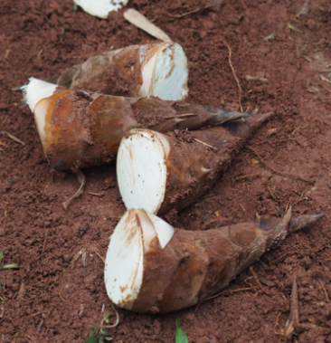 [甜笋批发]甜笋/大头笋/龙竹笋/云南基地批发/大量上市!价格15.