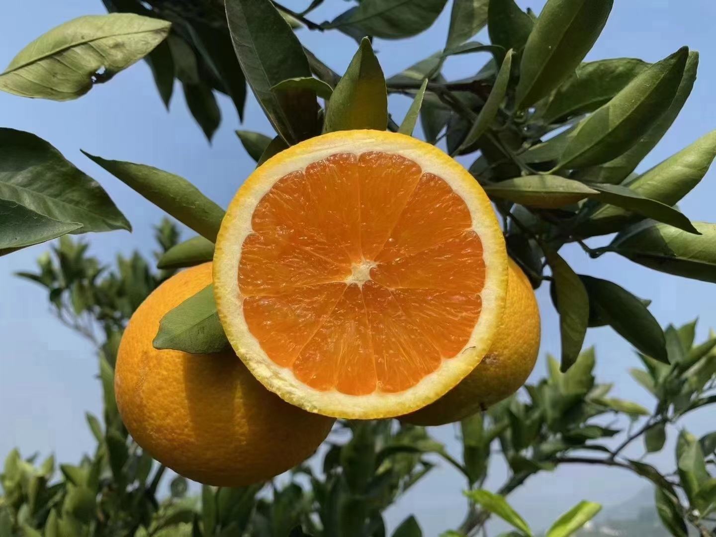 粑粑柑切开特写