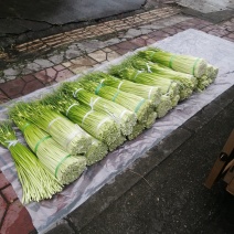 优质蒜苔上市了