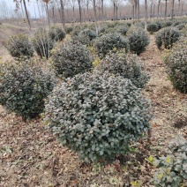 出售60公分到120公分卫矛球，山东基地现挖现发
