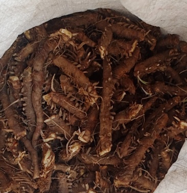 [知母批发]野生知母价格12.00元/公斤 - 一亩田