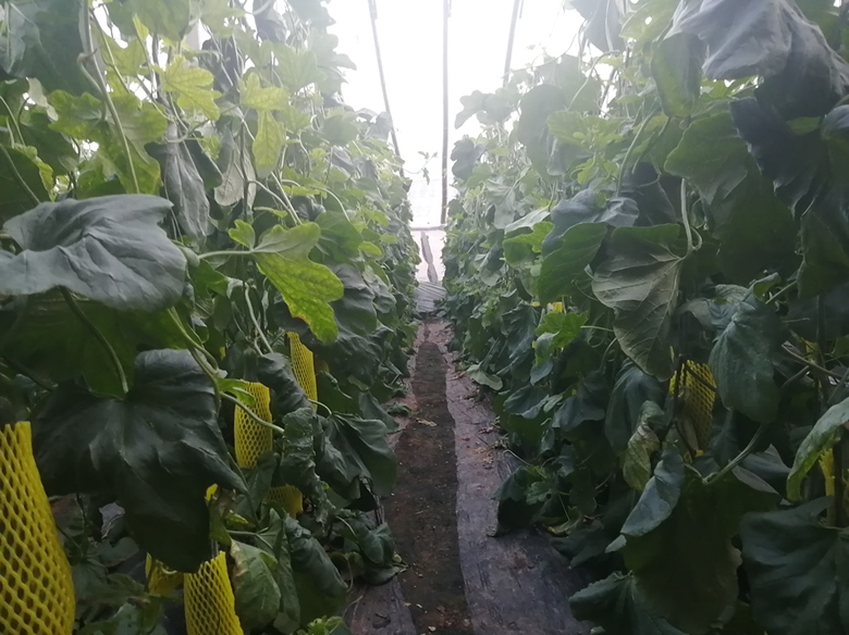 甜羊角蜜脆瓜在现代化大棚中健康生长的场景,展示其藤蔓缠绕和果实挂果状态 甜羊角蜜脆瓜在大棚中生长的场景