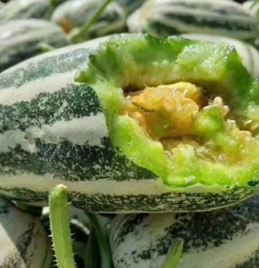 山东博洋9号甜瓜博洋91大量上市有现货产地直销