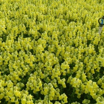 金鱼草花海品种泥炭土种植基地直销欢迎热订