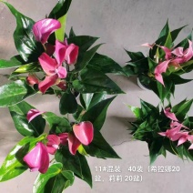 粉掌拼箱110#混装一箱40装希拉娜莉莉各20盆