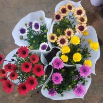 重瓣万寿菊菊花一箱24装混装基地直发实物实拍图发货标准参