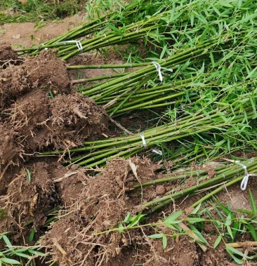 雷竹苗種植食用斑竹早園竹石竹剛竹孝順竹桂竹毛竹楠竹苗