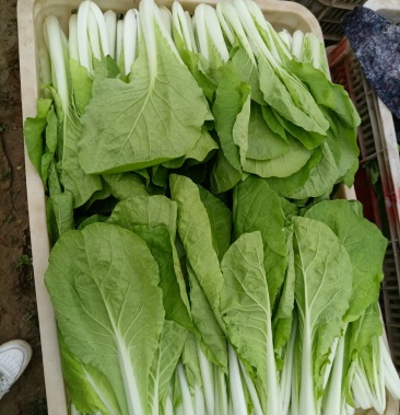 奶白菜山东小白菜万亩蔬菜基地直发精品奶白菜