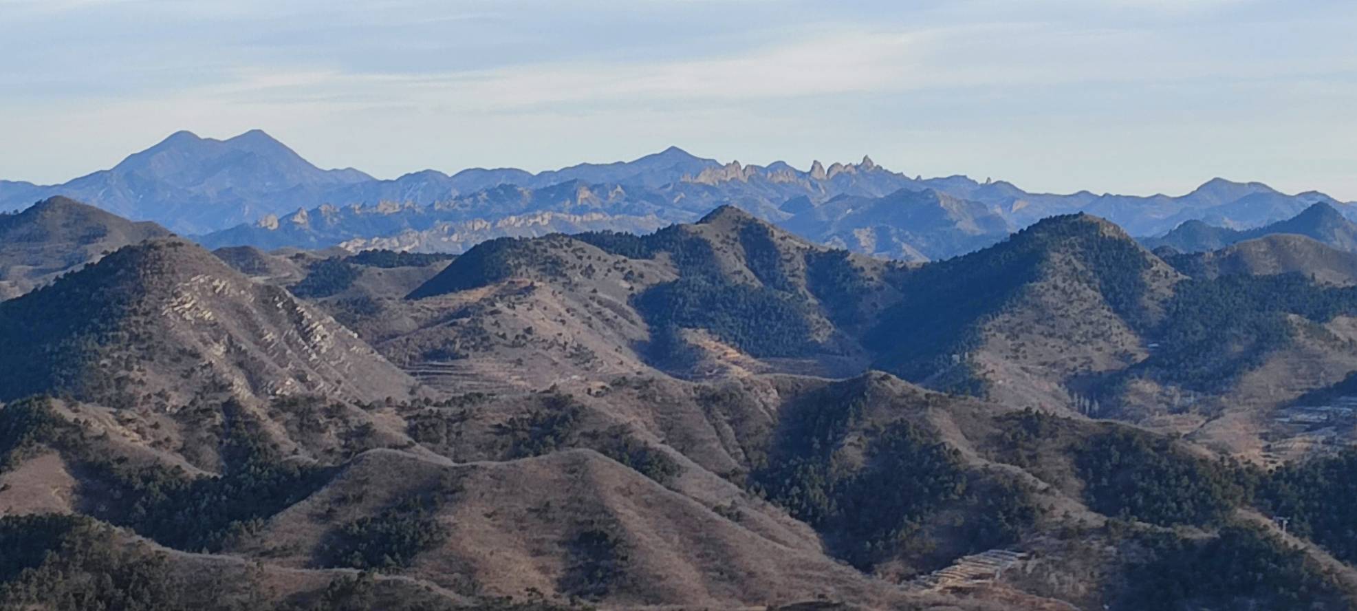 五角枫与银杏叶片形态对比图