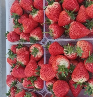 [草莓批发]佐贺草莓价格11.00元/斤 - 一亩田