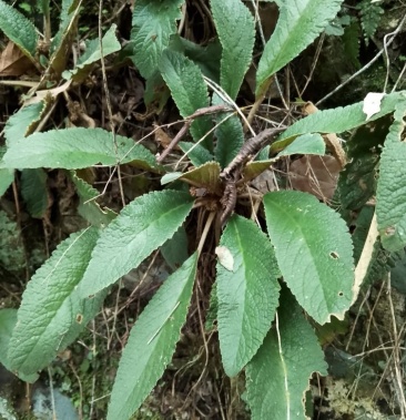 [养肝草批发]野生石上莲(软肝草)干品价格60.00元/斤 - 一亩田