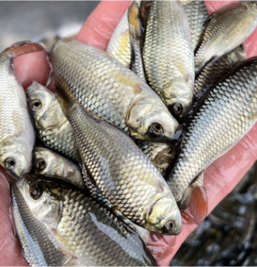 金背鲤鱼苗,花背鲤,技术孵化优质良种苗生长速度快.