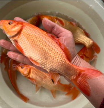 优质全红黄金特大鲤鱼观赏鱼活体喂食淡水丰鲤鱼苗小锦鲤
