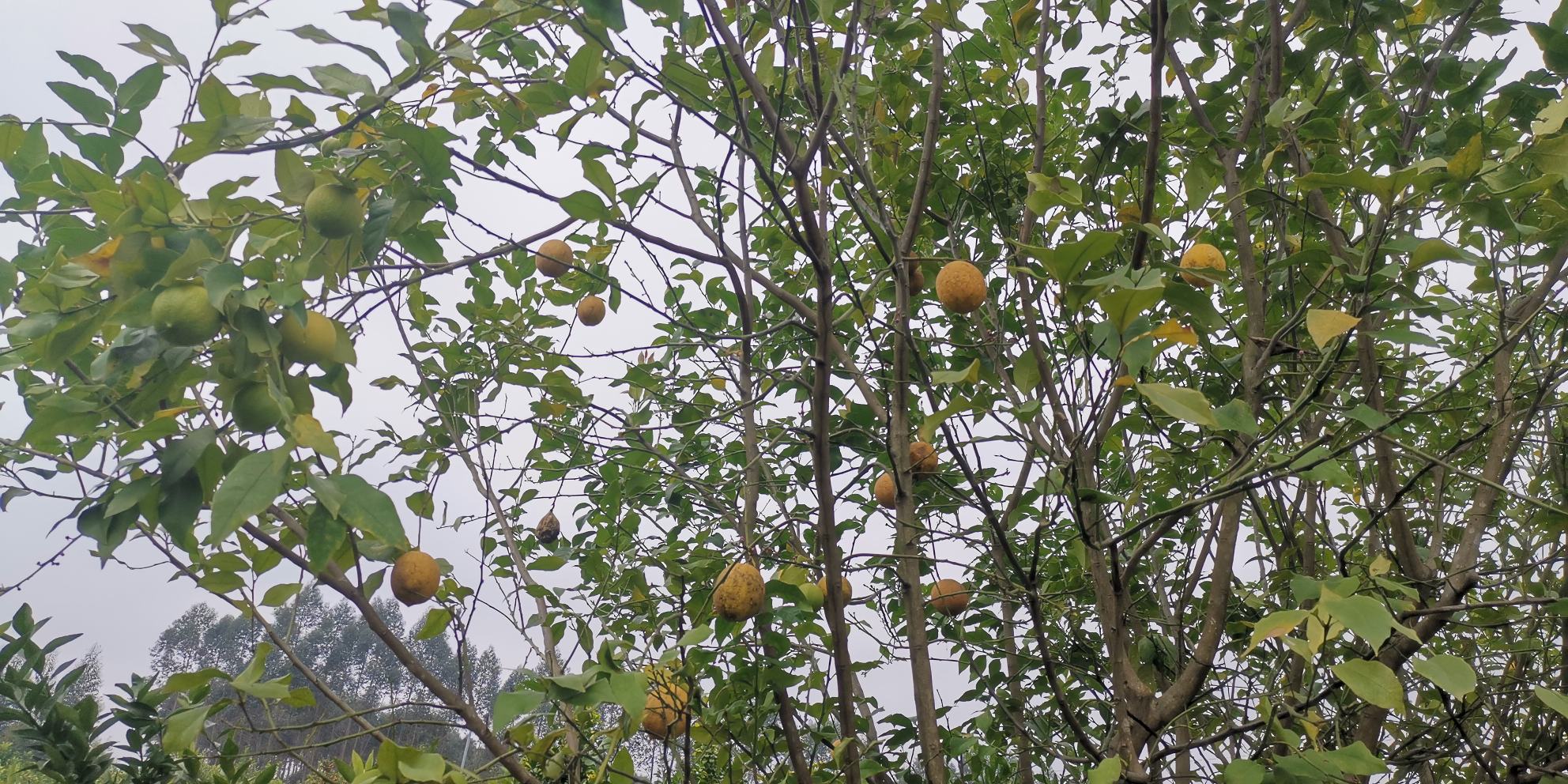 展示不同成熟阶段的柠檬果实:左侧为未成熟绿色果实,中部为部分转黄的过渡期果实,右侧为完全转黄、果肩饱满的成熟果实。背景为果园环境,树体健康,叶片浓绿 柠檬成熟度对比图