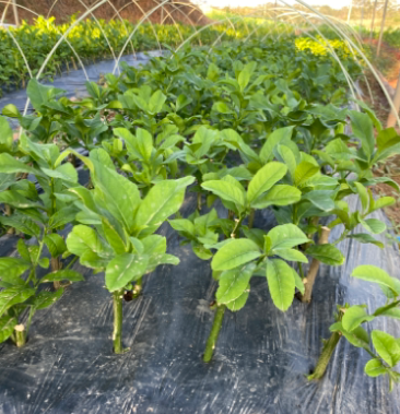 正宗佛手柑苗广佛手地苗杯苗现货果包回收