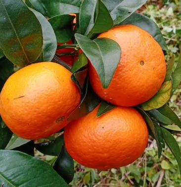 春见适宜在湖北种植吗冬天(春见能在广东种植吗)