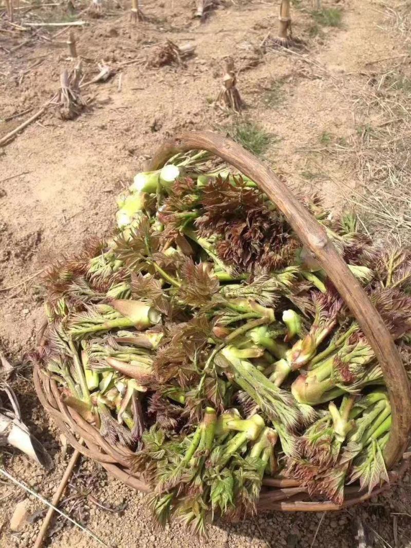 刺龙芽山野菜刺龙芽山野菜刺龙芽山野菜刺龙芽山野菜刺龙芽山