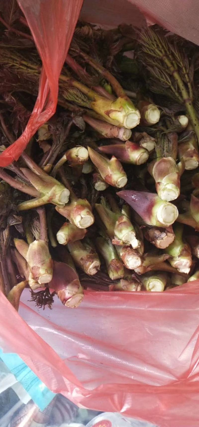 刺龙芽山野菜刺龙芽山野菜刺龙芽山野菜刺龙芽山野菜刺龙芽山