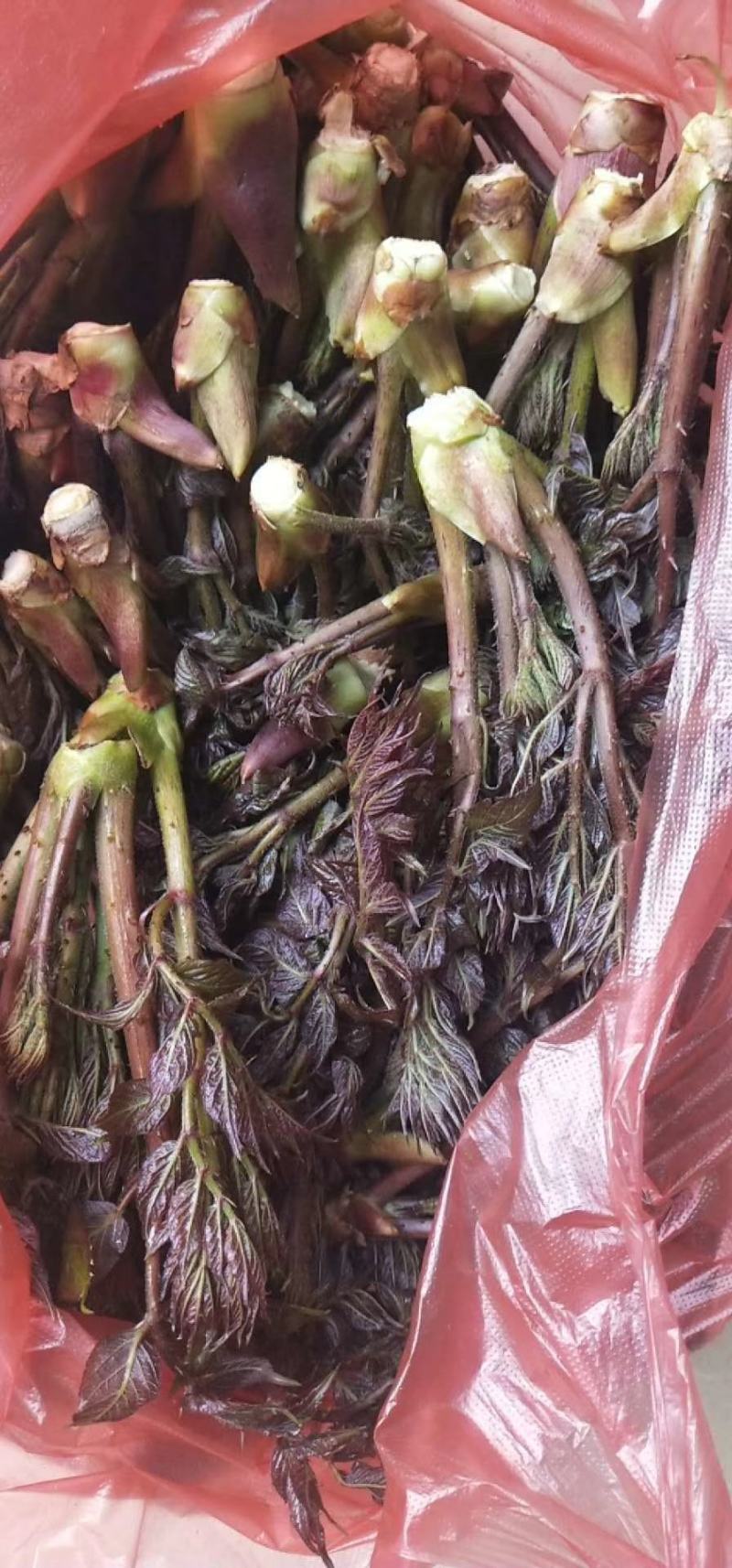 刺龙芽山野菜刺龙芽山野菜刺龙芽山野菜刺龙芽山野菜刺龙芽山