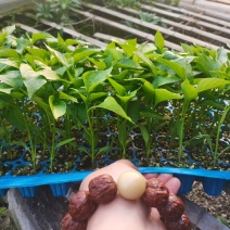 辣椒苗螺丝椒线椒黄皮尖椒薄皮泡椒红黄彩椒方椒