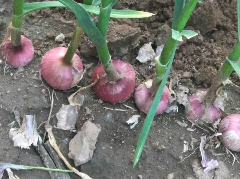 一片整齐生长的北方独头蒜田,植株呈深绿色,叶片挺立,土壤为沙壤土,背景为秋季晴朗天空,显示良好的田间管理状态 北方独头蒜田间生长实景