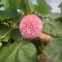 非洲木芙蓉城市园区绿化苗木，开花乔木，基地直发