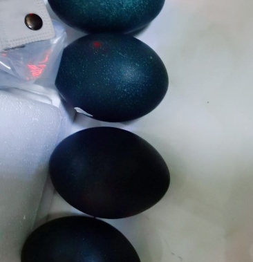 [鸵鸟蛋批发]非洲鸵鸟蛋价格180.00元/个 - 一亩田