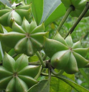 广西野生八角一手货源