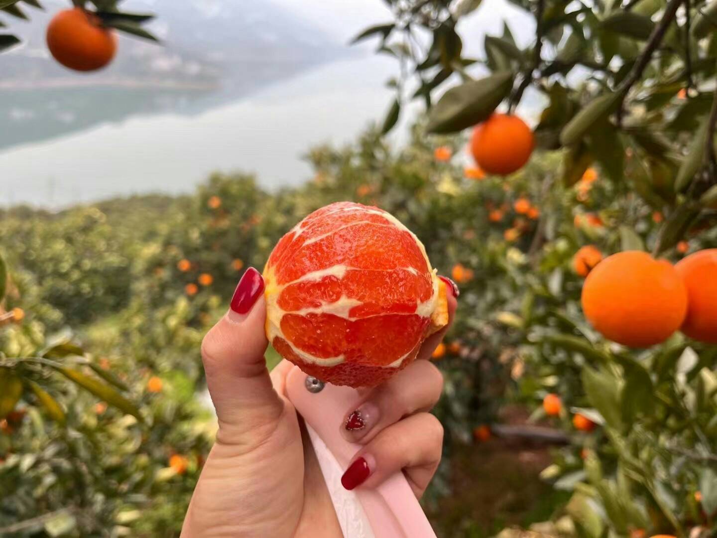 女性正在用手剥血橙特写镜头