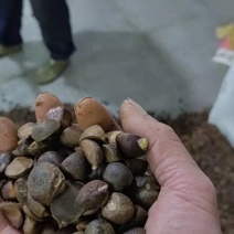 出售油茶种子