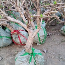 金银花盆景老桩基地直销，一手货源盆栽地栽都可以