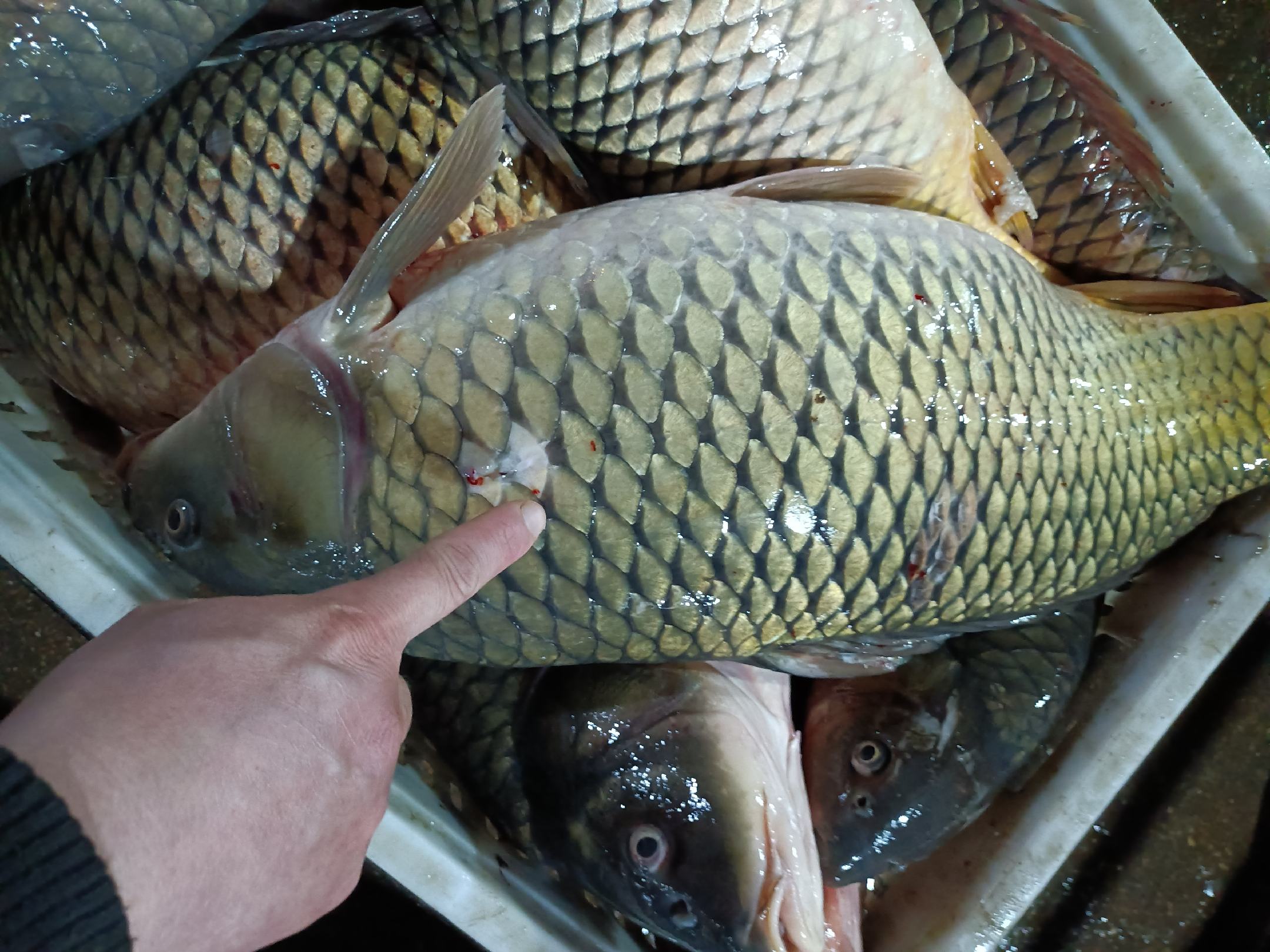 鱼腥草根特写图