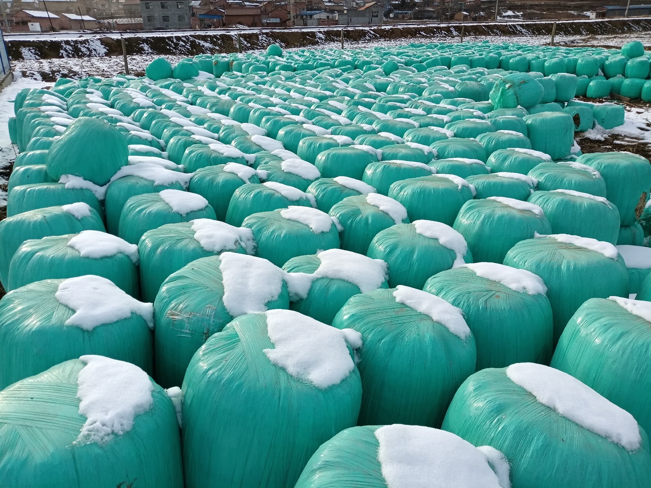 冬季雪地中的一片玉米田，远处可见仓储式冷库建筑群，运输车辆正装载成箱的冷冻熟糯玉米准备发往全国