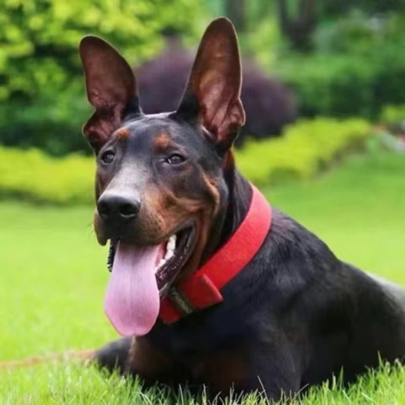 莱州红犬幼犬纯种苏联红犬活体猎犬大骨架中国红犬大型看家狗