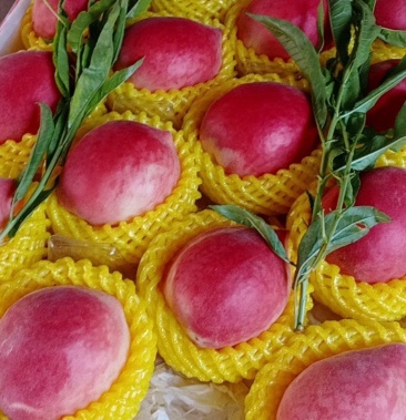 [春雪桃批发]桃,水蜜桃油桃,红梅桃价格15.00元/斤 - 一亩田