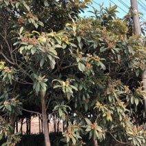 枇杷树
