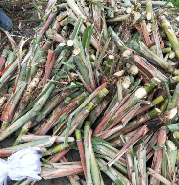 广西黄皮甘蔗种子黄皮甘蔗种苗