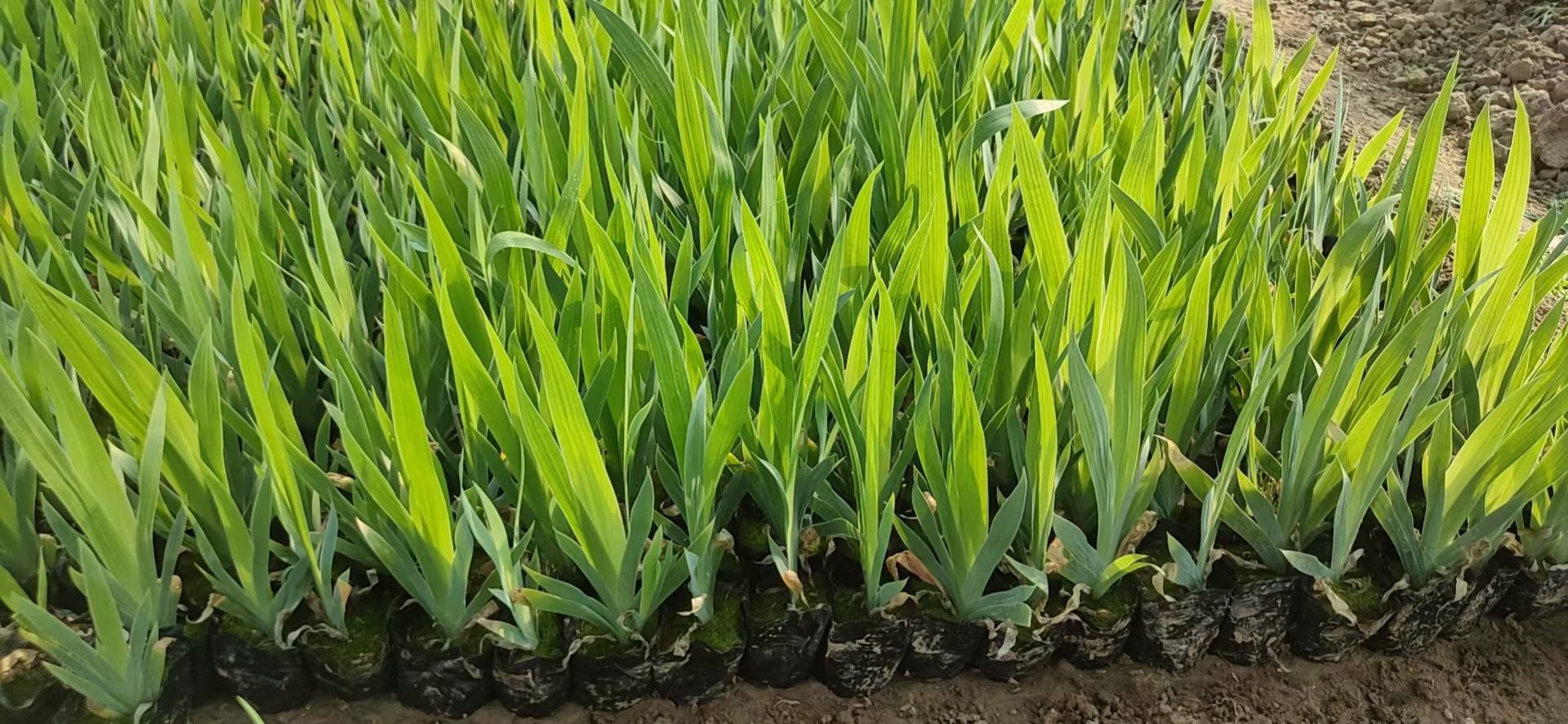 英国雏菊田间种植图