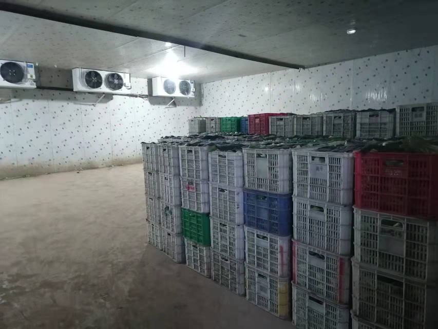 油菜保存对比图
