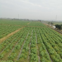 4月10日左右上市，中江大白皮蚕豆，日出货量5000公斤